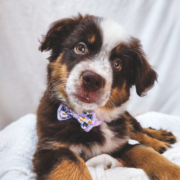 [#25603-04]  - Red M Australian Shepherd Puppies For Sale