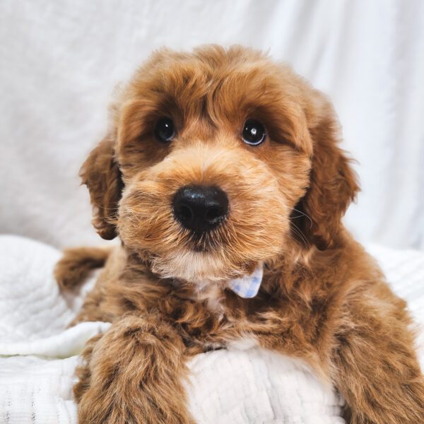 [#25754-03]  - Apricot M Goldendoodle Mini 2nd Gen Puppies For Sale