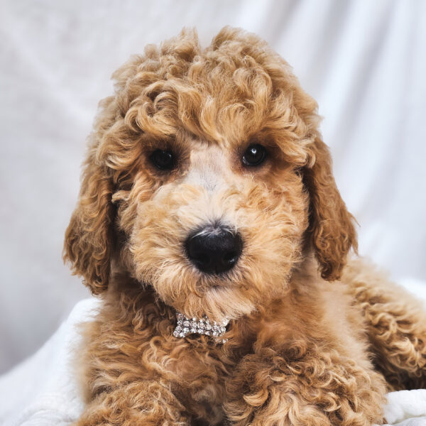 [#25789-06]  - Golden F Goldendoodle 2nd Gen Puppies For Sale