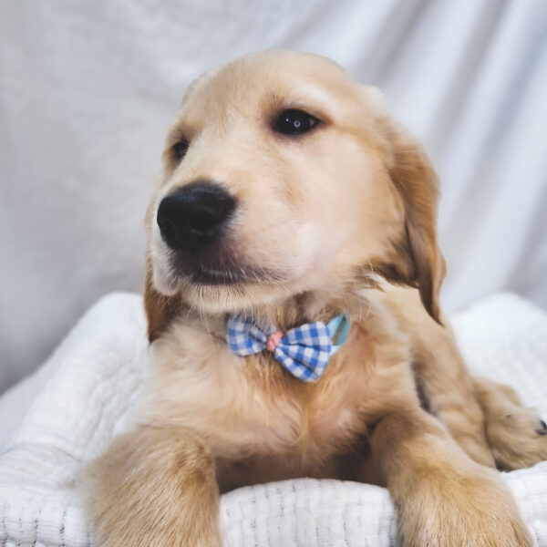 [#25797-03]  - Light Golden M Golden Retriever Puppies For Sale