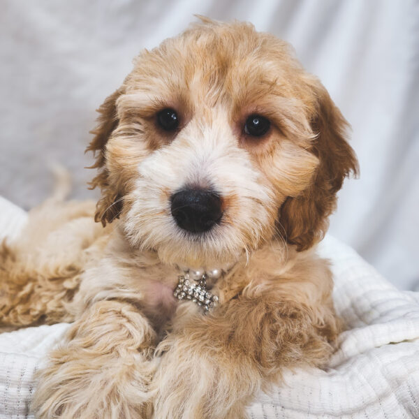 [#25366-05]  - Red / White F Goldendoodle Mini 2nd Gen Puppies For Sale