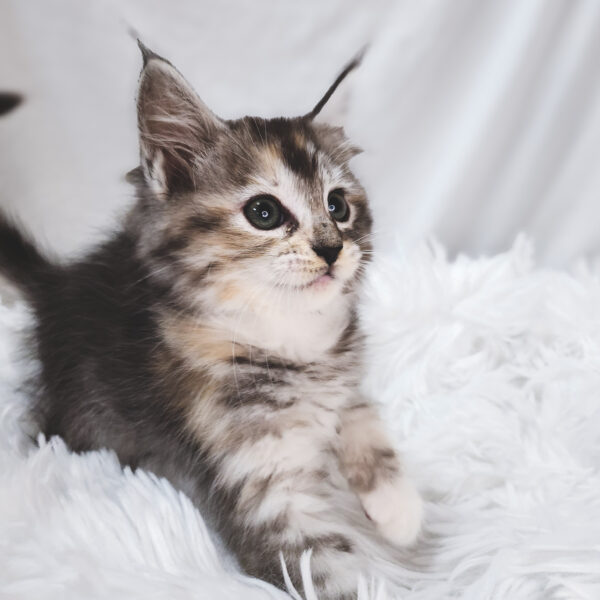 [#2534-05]  - Black F Ragdoll Cat Kittens For Sale