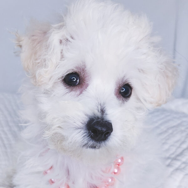 [#25735-07]  - White F Bichon Frise Puppies For Sale