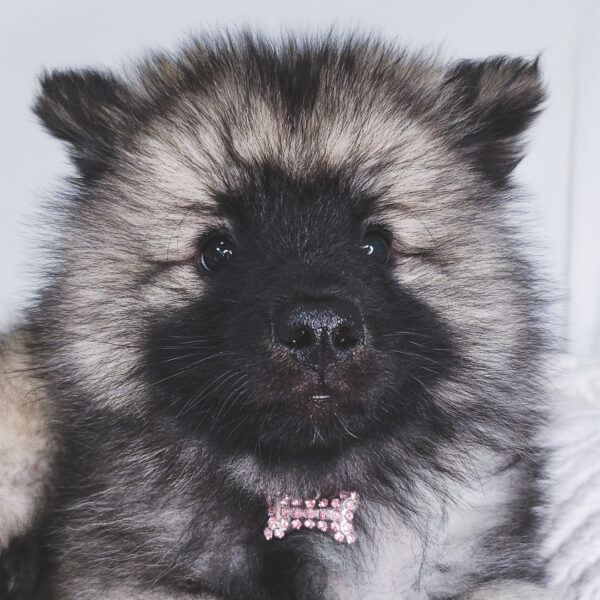 [#25941-03]  - Black / Gray F Keeshond Puppies For Sale