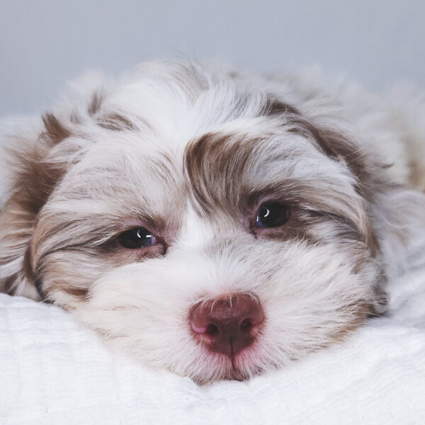 [#25811-02]  - Chocolate Merle M ShihPoo Puppies For Sale