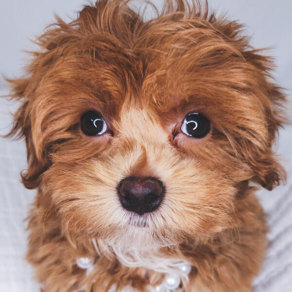 [#251023-02]  - Red F Maltipoo Puppies For Sale