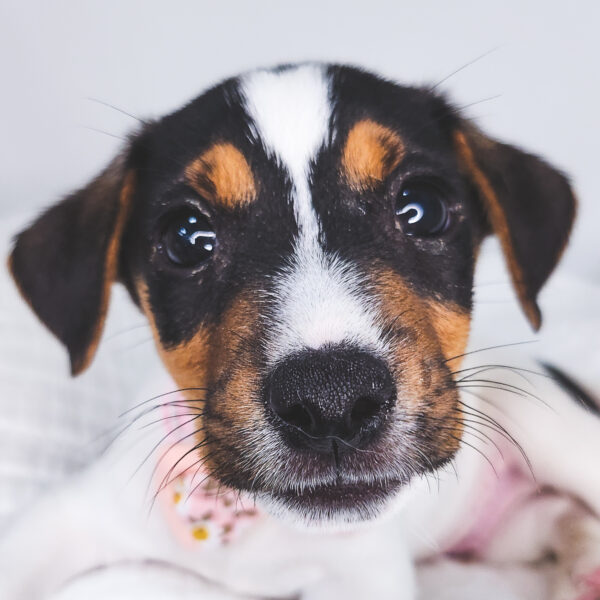[#251017-01]  - Black M Jack Russell Terrier Puppies For Sale