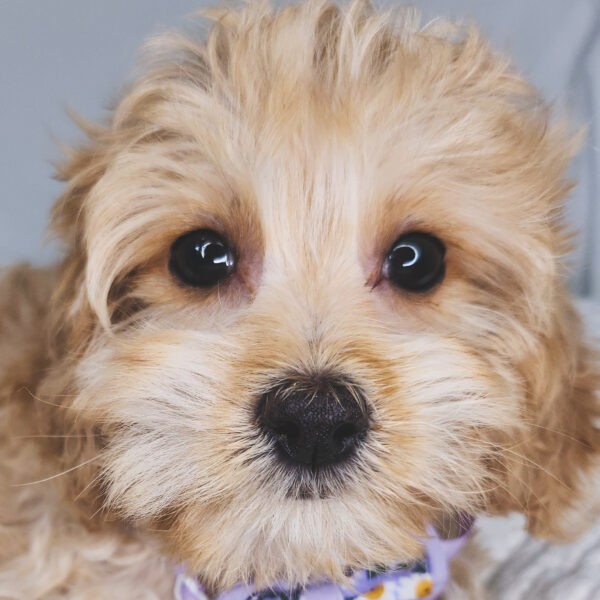 [#25744-02]  - Tan M Cavapoo Puppies For Sale
