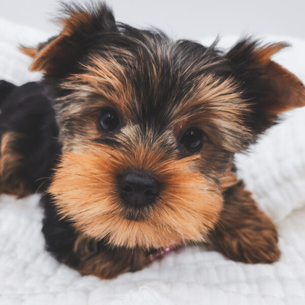 [#25928-04]  - Black / Tan F Yorkshire Terrier Puppies For Sale