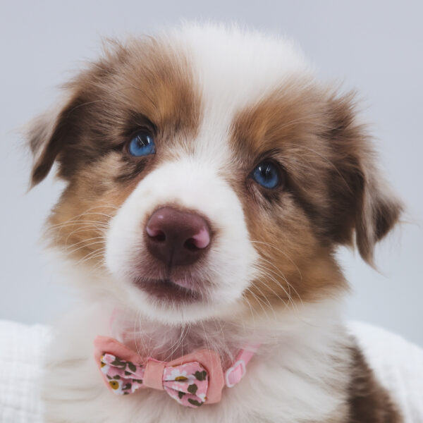 [#25933-01]  - Red Merle M Miniature Australian Shepherd Puppies For Sale