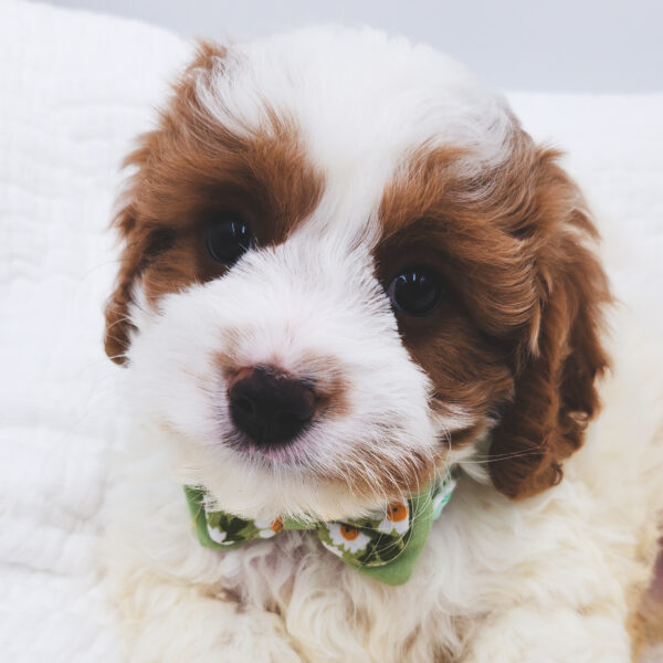 [#25918-02]  - White / Tan M Cavapoo Puppies For Sale