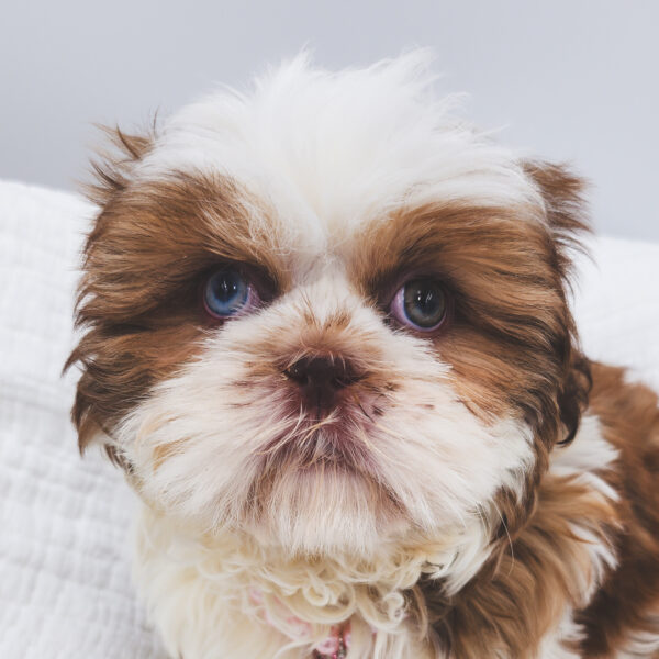 [#251004-01]  - Red / White F Shih Tzu Puppies For Sale