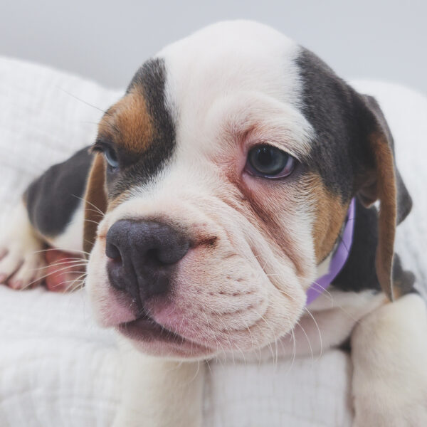 [#25814-01]  - Blue White / Tan M Beabull 2nd Gen Puppies For Sale