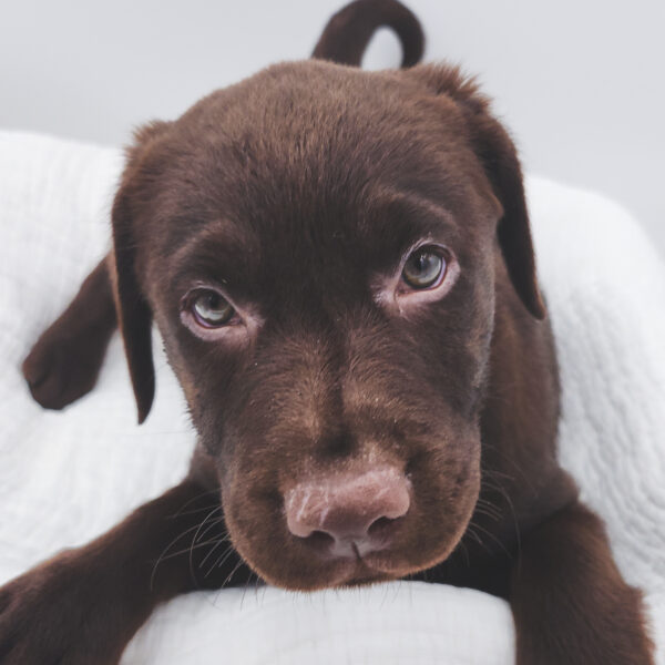 [#251145-05]  - Chocolate F Labrador Retriever Puppies For Sale