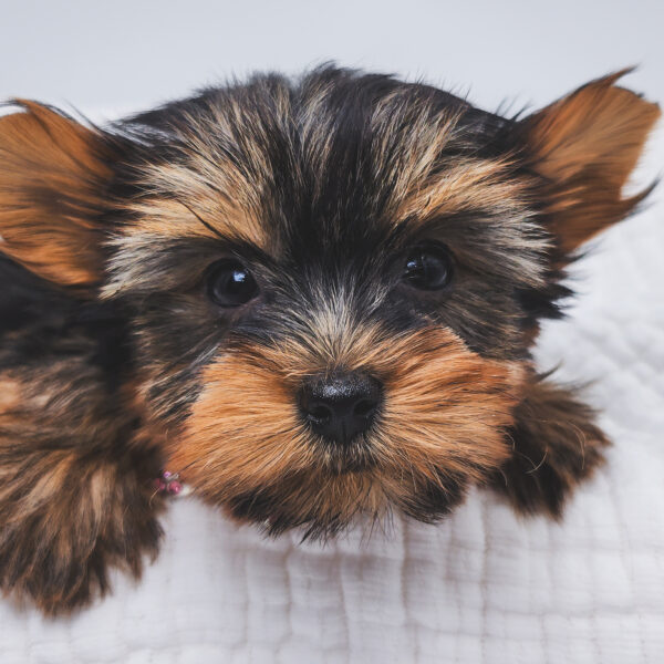 [#251280-02]  - Black / Tan F Yorkshire Terrier Puppies For Sale