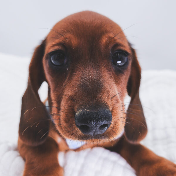 [#251073-02]  - Wild Boar M Dachshund Puppies For Sale