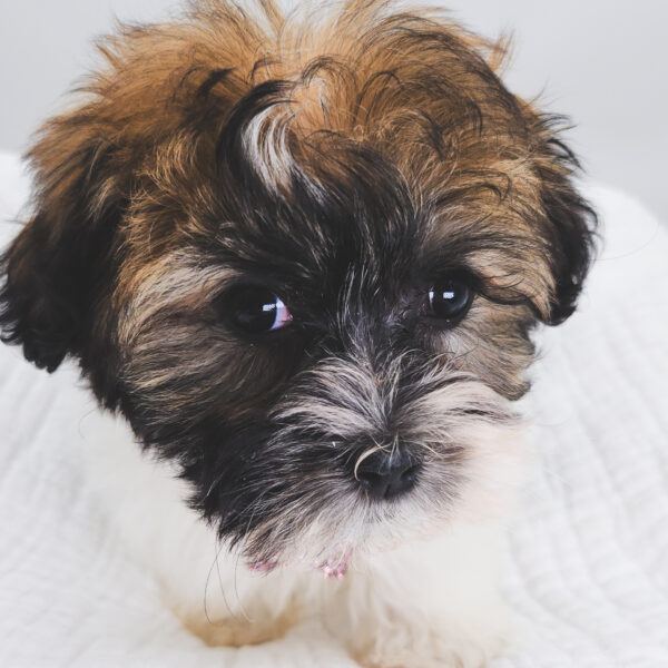 [#251193-02]  - Chocolate / White F Havanese Puppies For Sale