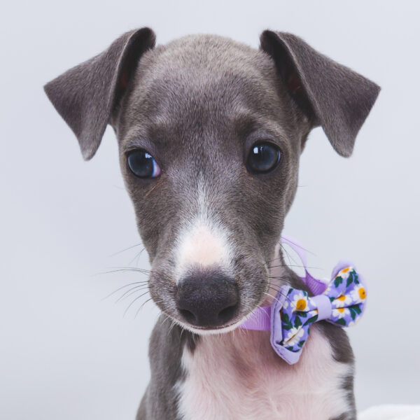[#25974-03]  - Blue M Italian Greyhound Puppies For Sale