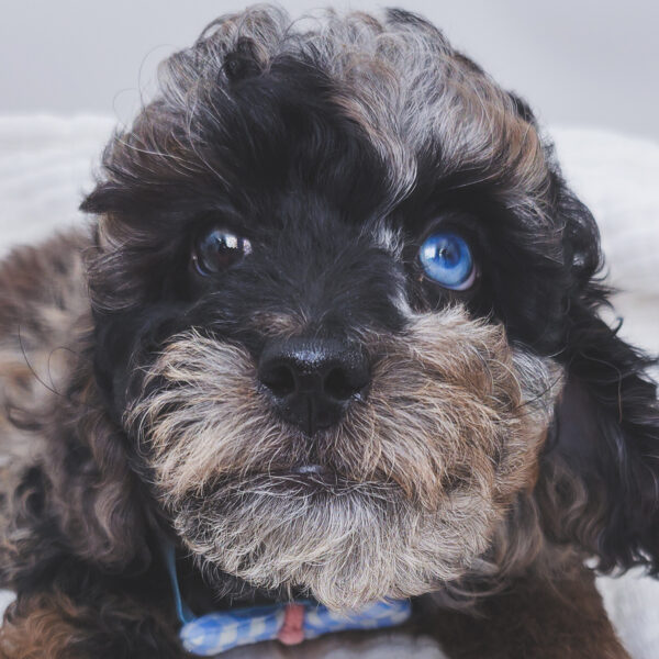 [#251090-03]  - Blue Merle M Poodle Puppies For Sale