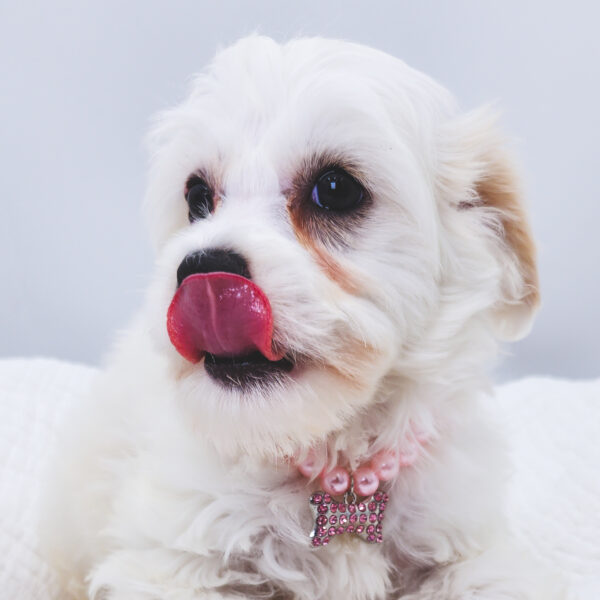[#25959-04]  - White F CotonPoo Puppies For Sale