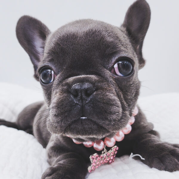 [#251040-01]  - Blue F French Bulldog Puppies For Sale