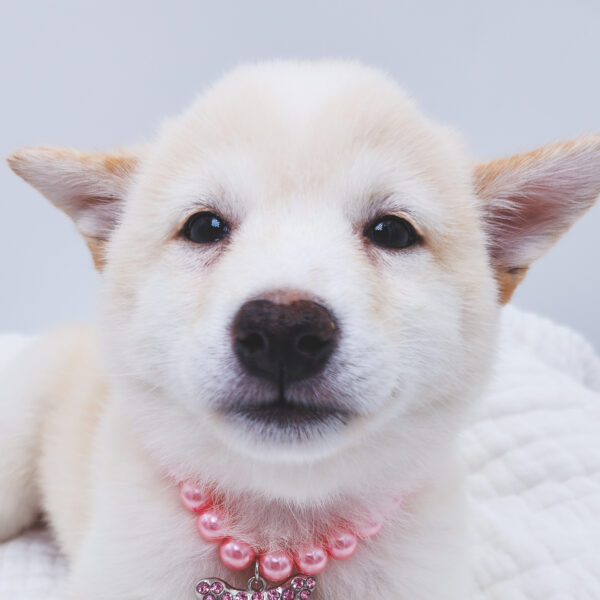 [#251240-02]  - Cream F Shiba Inu Puppies For Sale