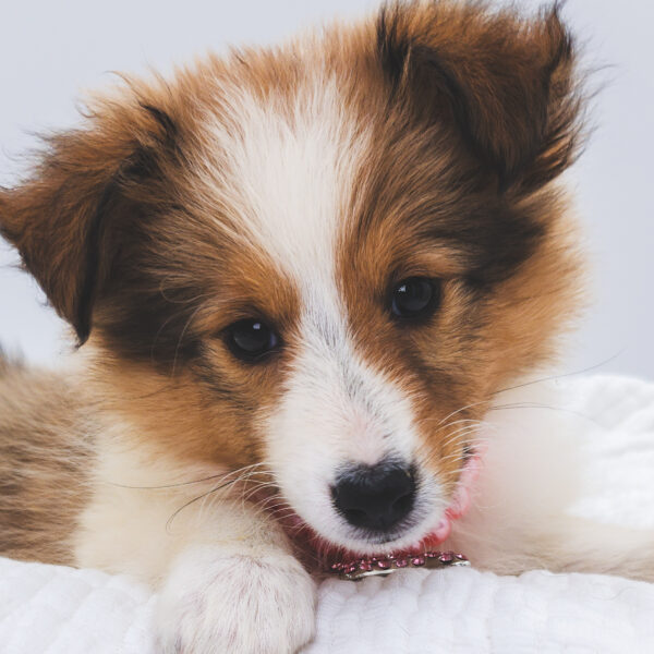 [#251172-05]  - Sable / White F Shetland Sheepdog Puppies For Sale