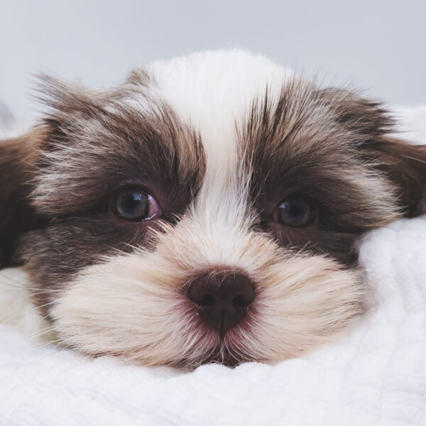 [#251174-01]  - Brown / White M Havatzu Puppies For Sale