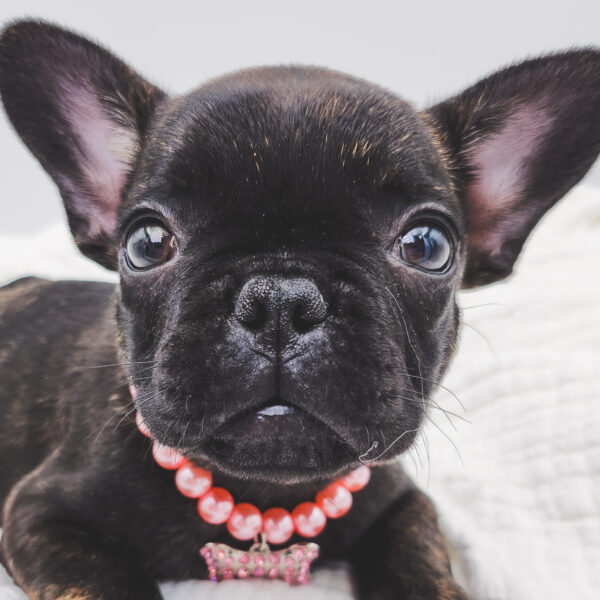 [#251041-04]  - Black / Brindle F French Bulldog Puppies For Sale
