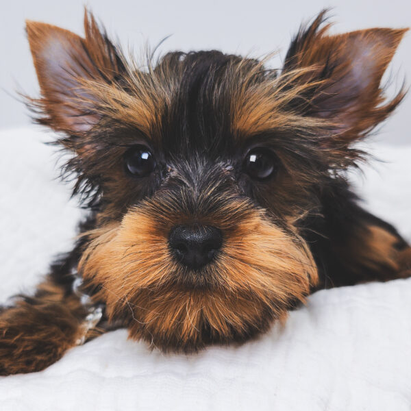[#25895-04]  - Black / Tan F Yorkshire Terrier Puppies For Sale