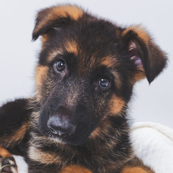 [#251070-02]  - Black / Tan M German Shepherd Dog Puppies For Sale