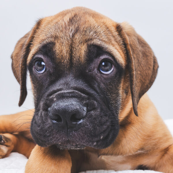 [#251412-03]  - Fawn M Bullmastiff Puppies For Sale