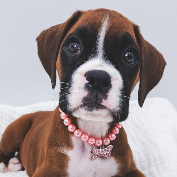 [#251243-03]  - Brown / White F Boxer Puppies For Sale