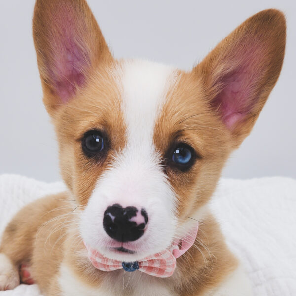 [#251185-03]  - Merle M Pembroke Welsh Corgi Puppies For Sale