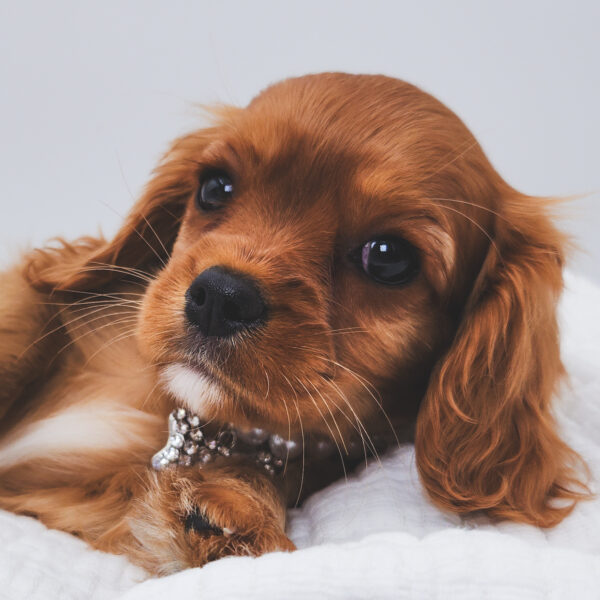 [#251095-03]  - Ruby F Cavalier King Charles Spaniel Puppies For Sale