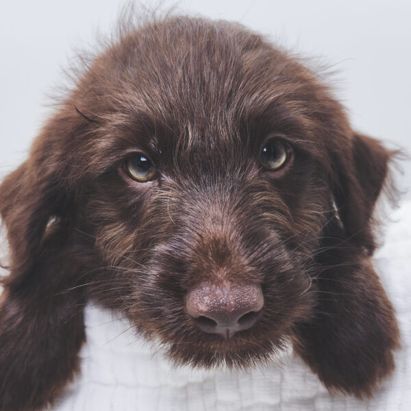[#251119-03]  - Chocolate M Labradoodle Mini 2nd Gen Puppies For Sale
