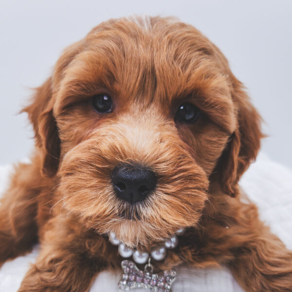 [#251140-08]  - Red F Goldendoodle Mini 2nd Gen Puppies For Sale