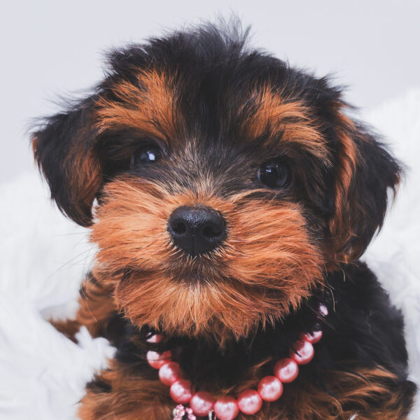 [#2552-05]  - Black / Tan F Poodle Mini/Yorkshire Terrier Puppies For Sale