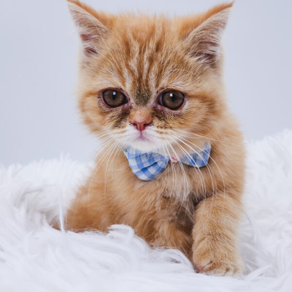 [#25929-02]  - Orange Tabby M Exotic Short Hair Kittens For Sale