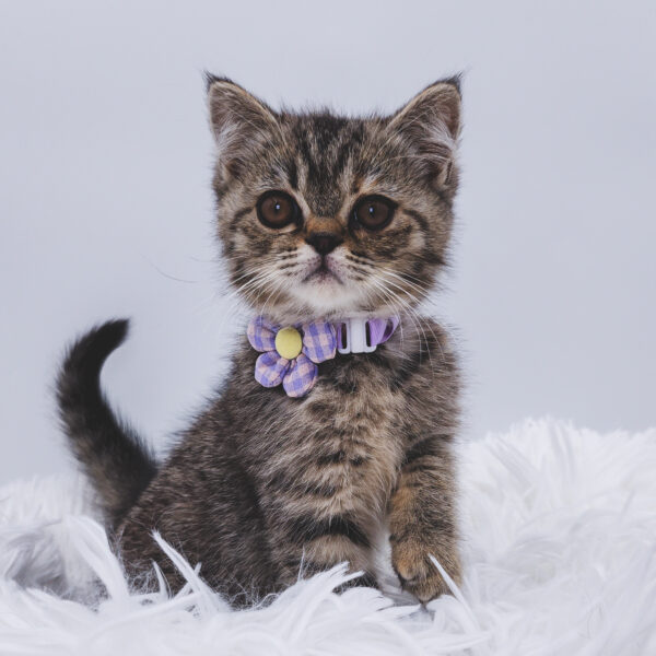 [#25929-04]  - Brown F Exotic Short Hair Kittens For Sale