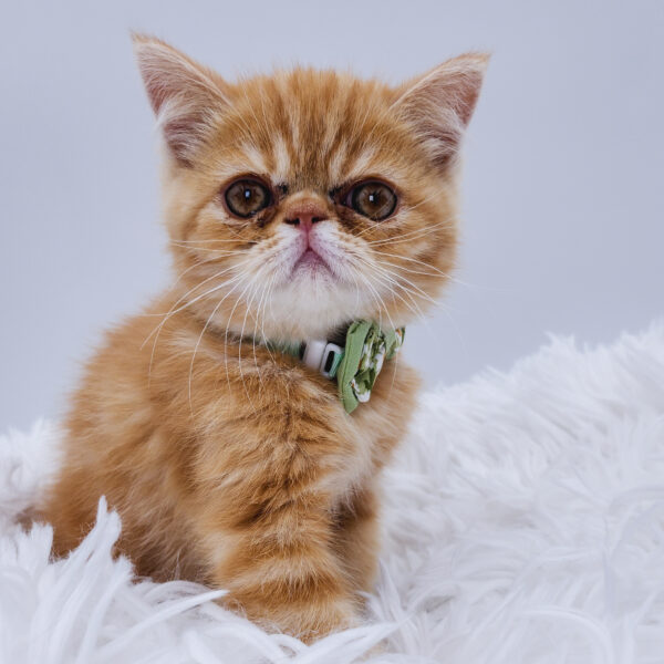 [#25929-03]  - Orange Tabby M Exotic Short Hair Kittens For Sale