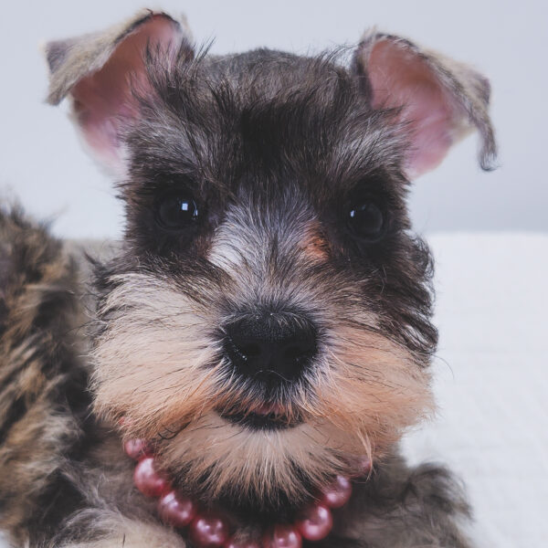 [#251129-07]  - Salt / Pepper F Miniature Schnauzer Puppies For Sale