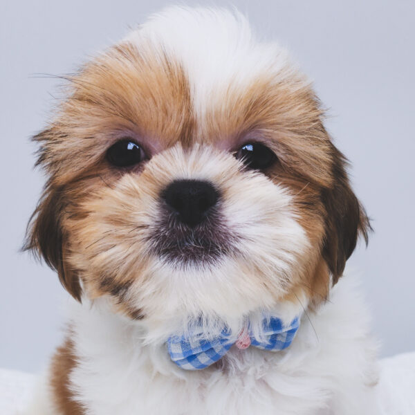 [#251285-01]  - Red / White M Malshi Puppies For Sale