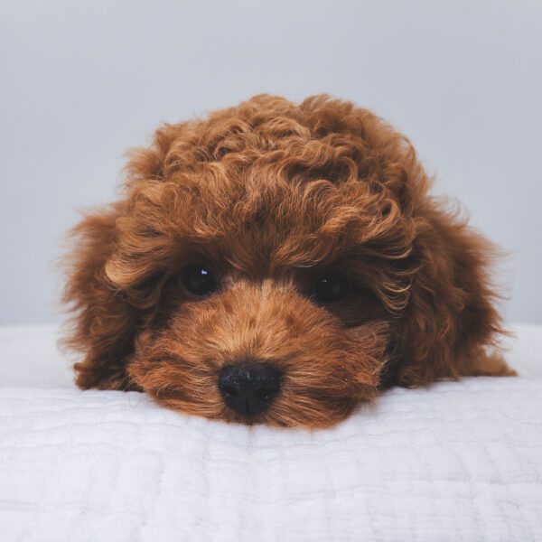 [#251170-01]  - Red M Poodle Puppies For Sale