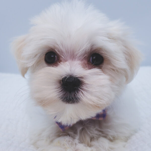 [#251400-04]  - White M Maltese Puppies For Sale