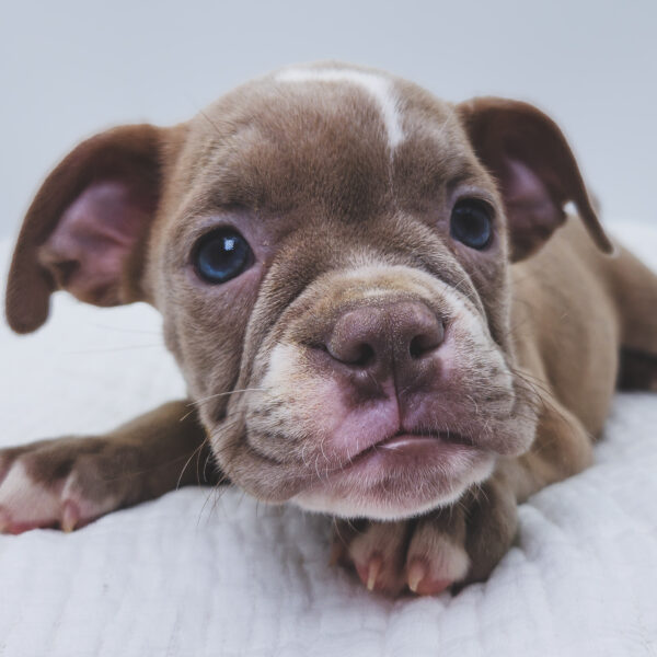[#251303-05]  - Seal / White M Boston Bulldog Puppies For Sale