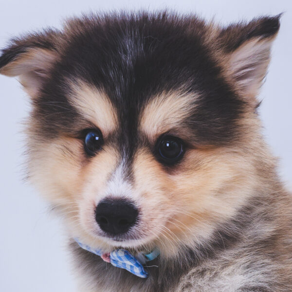 [#251154-02]  - Gray / White M Pomsky Puppies For Sale