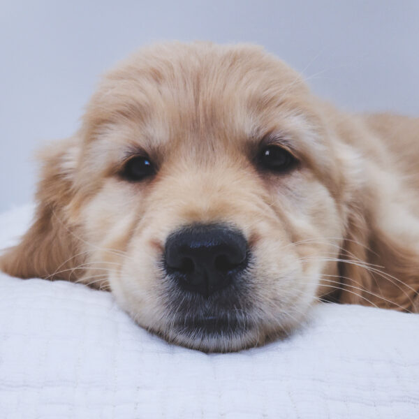 [#251222-08]  - Golden F Golden Retriever Puppies For Sale