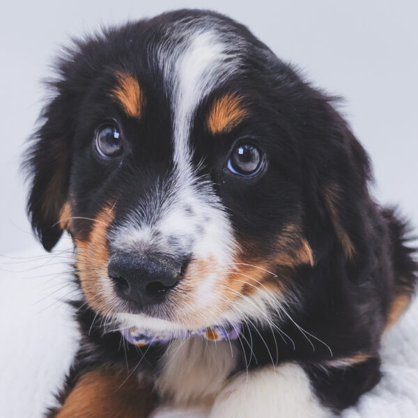 [#251021-02]  - Black M Australian Shepherd Puppies For Sale