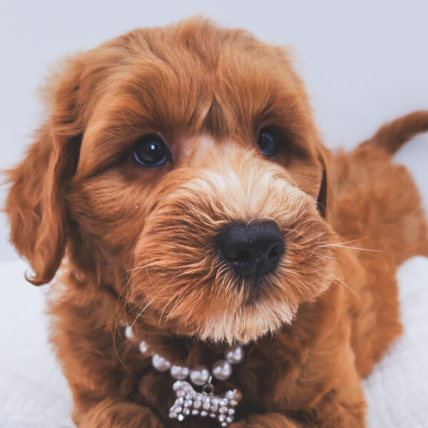 [#251261-09]  - Red F Goldendoodle Mini Puppies For Sale